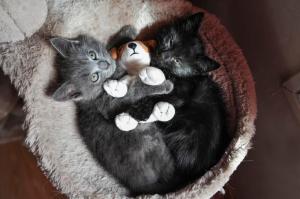 kittens, couple, toy, lie wallpaper thumb