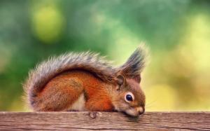 Canada, autumn, red squirrel rest wallpaper thumb