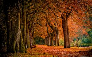 Autumn park, red leaves, ground leaves wallpaper thumb