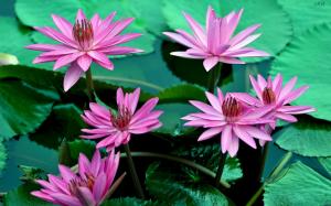 Pink water lily flowers, beautiful, petals, leaves, water wallpaper thumb