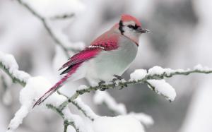 Winter, snow, red feather bird wallpaper thumb