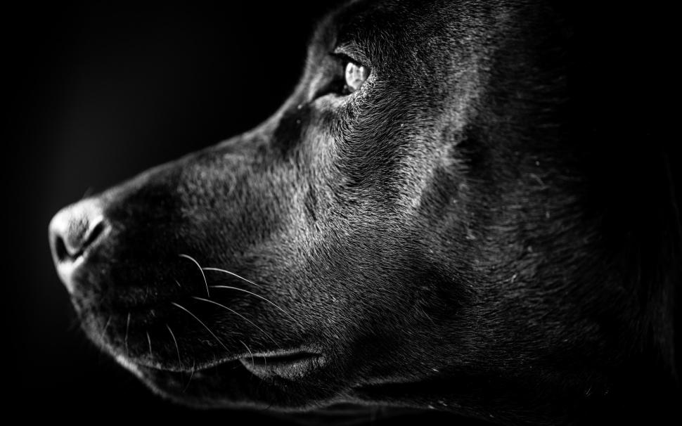 Black Labrador Profile wallpaper,labrador HD wallpaper,dog profile HD wallpaper,1920x1200 wallpaper