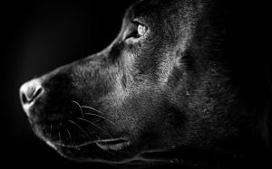Black Labrador Profile wallpaper thumb