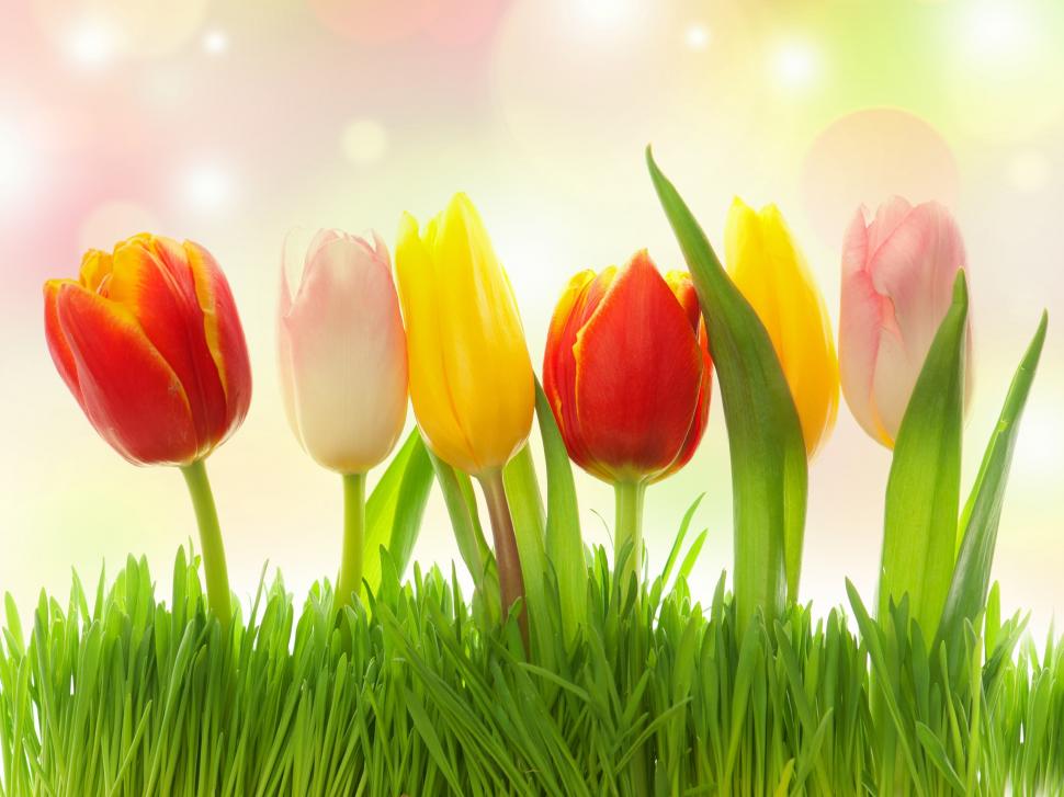 Different colors flowers, grass, tulips, pink, yellow, red wallpaper,Different HD wallpaper,Colors HD wallpaper,Flowers HD wallpaper,Grass HD wallpaper,Tulips HD wallpaper,Pink HD wallpaper,Yellow HD wallpaper,Red HD wallpaper,2560x1920 wallpaper