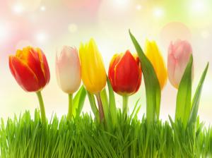 Different colors flowers, grass, tulips, pink, yellow, red wallpaper thumb