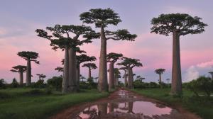 Baobabs wallpaper thumb