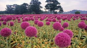 Field Of Pink Onion Flowers In Holl wallpaper thumb