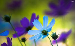 Blue and purple cosmos wallpaper thumb
