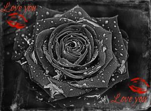 I Love You Rose wallpaper thumb