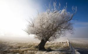 Tree Winter Frost Mist Fog HD wallpaper thumb