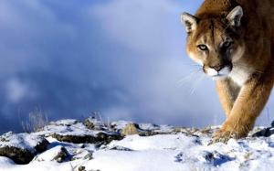 Mountain Lion, King, Power, Mountain, Snow, Winter wallpaper thumb