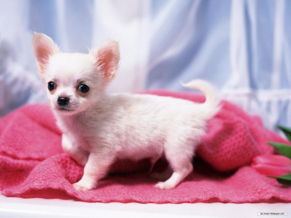 Cute Little Chihuahua Dog Free HD Widescreen s wallpaper,chihuahua wallpaper,cute wallpaper,dog wallpaper,puppies wallpaper,1600x1200 wallpaper