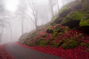Fog on autumn road wallpaper thumb