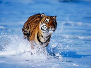 Tiger in Water wallpaper thumb