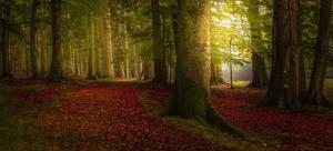 Landscape, Nature, Colorful, Forest, Fall, Trees, Path, Mist, Leaves, Morning wallpaper thumb