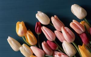 Tulips CLosed Petals wallpaper thumb