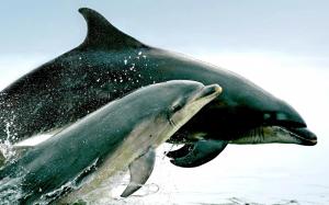 Bottlenose Dolphins wallpaper thumb