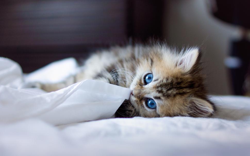 Kitty with Blue Eyes wallpaper,pet HD wallpaper,background HD wallpaper,funny HD wallpaper,1920x1200 wallpaper