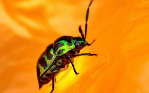 Green Beetle wallpaper thumb