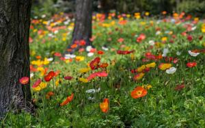 Poppies flowers, red, yellow, white, grass, park wallpaper thumb