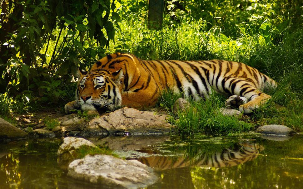 Amazing Tiger wallpaper,tiger HD wallpaper,2560x1600 wallpaper