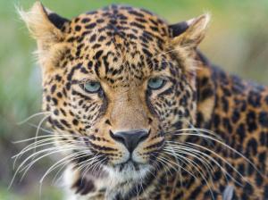 Leopard, wild cat, whiskers, eyes, portrait wallpaper thumb