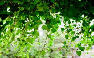Vine Leaves Leaf Green HD wallpaper thumb