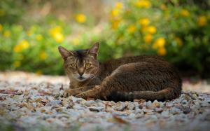 Gray-brown cat, rest, sight wallpaper thumb