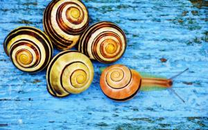 Snails wallpaper thumb