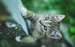 Small cat green eyes, climbing wallpaper thumb