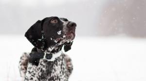 Dog looking at the snowflakes wallpaper thumb