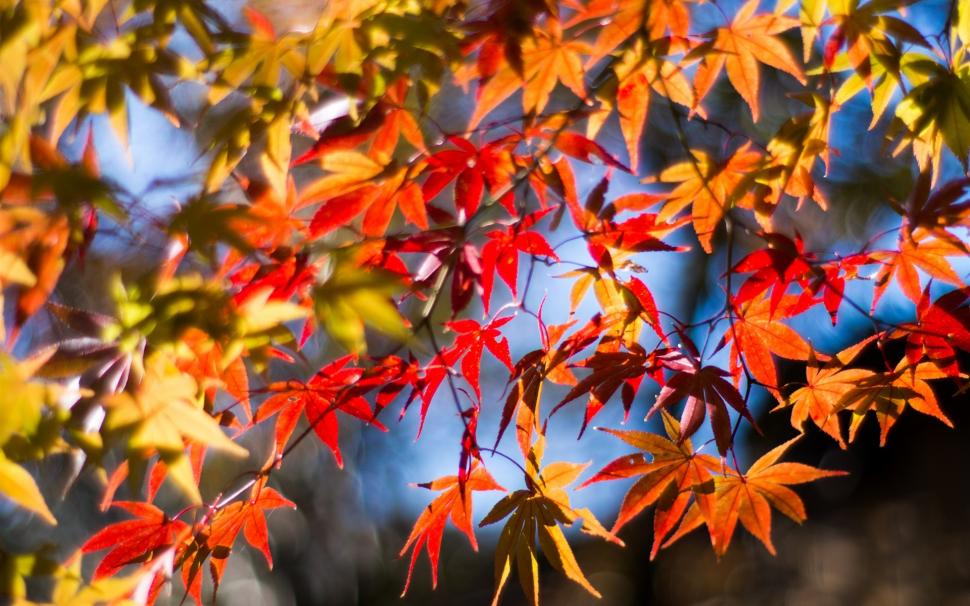 Twigs, red leaves, maple, autumn, sunshine wallpaper,Twigs HD wallpaper,Red HD wallpaper,Leaves HD wallpaper,Maple HD wallpaper,Autumn HD wallpaper,Sunshine HD wallpaper,1920x1200 wallpaper