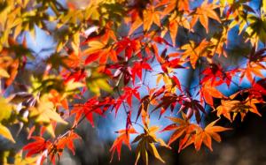 Twigs, red leaves, maple, autumn, sunshine wallpaper thumb