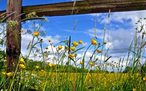 Pasture Fence Flowers wallpaper thumb