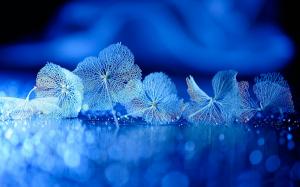 Dry leaves, veins, reflection, blue wallpaper thumb