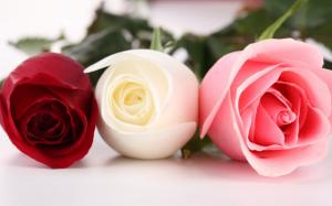 Beautiful roses wallpaper thumb