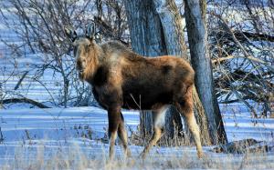 Winter, moose, trees, snow wallpaper thumb