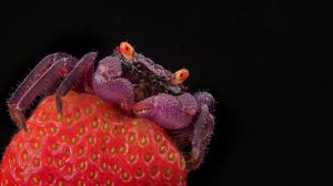 Crab Strawberry Black HD wallpaper thumb