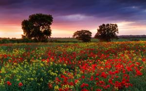 England summer evening, fields, poppies, rape, trees wallpaper thumb