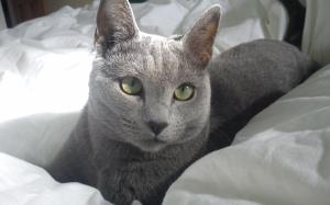 Russian Blue Cat in Bed wallpaper thumb