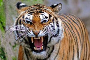 Angry-tiger wallpaper thumb