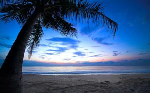 Tropical, palm tree, cloudy sky, Caribbean, sea, beach, dawn, sunlight wallpaper thumb