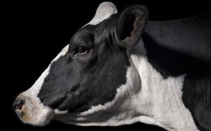 Cow HD wallpaper thumb