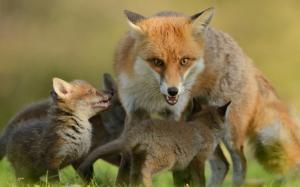 Foxes, cubs, motherhood, family wallpaper thumb