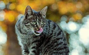 Gray striped cat, glare, bokeh wallpaper thumb