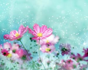 Colorful Flower Blossoms HD wallpaper thumb