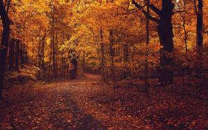 Autumn Forest Road Foliage Trees Nature wallpaper thumb