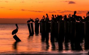 Pelican Sunset Ocean Posts Bird Silhouette HD wallpaper thumb