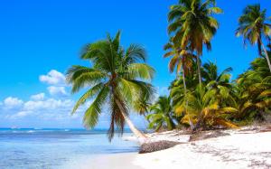 Caribbean shore scenery, sandy beaches, coconut trees, sea wallpaper thumb