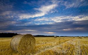 United Kingdom, England, Norfolk, countryside, field, straw, hay, blue sky wallpaper thumb